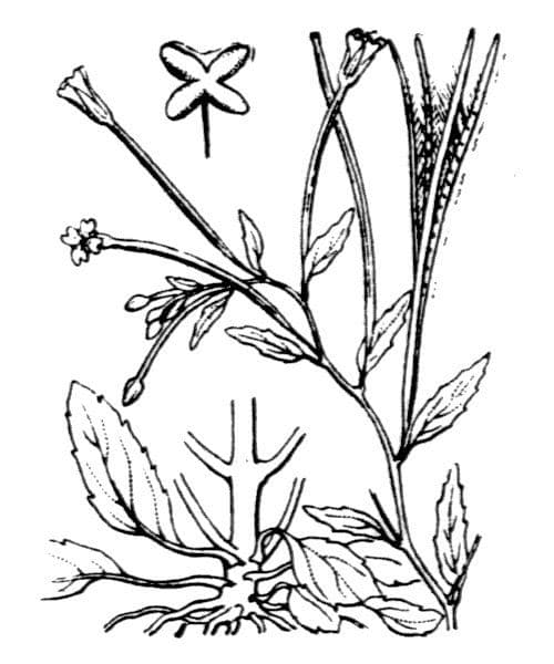 Epilobium lanceolatum 20