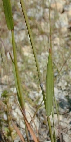 Orzo piccolo 19