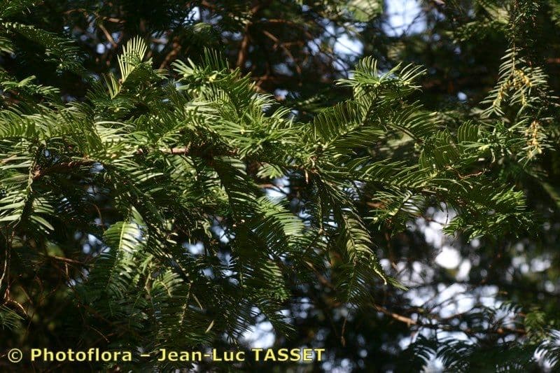 Torreya della California 28