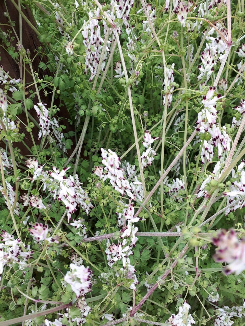 Fumaria bicolore 5