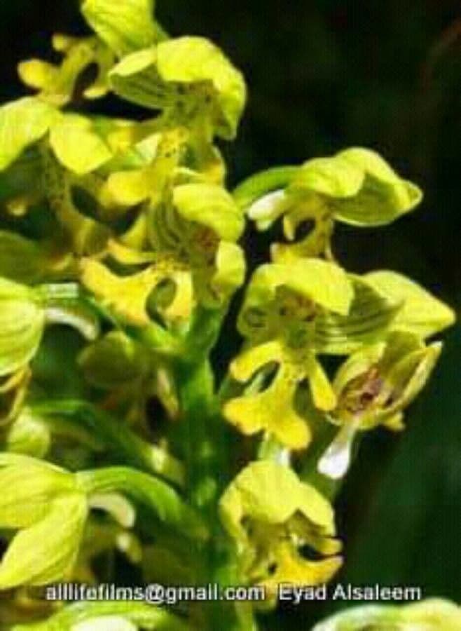 Orchide punctulata
