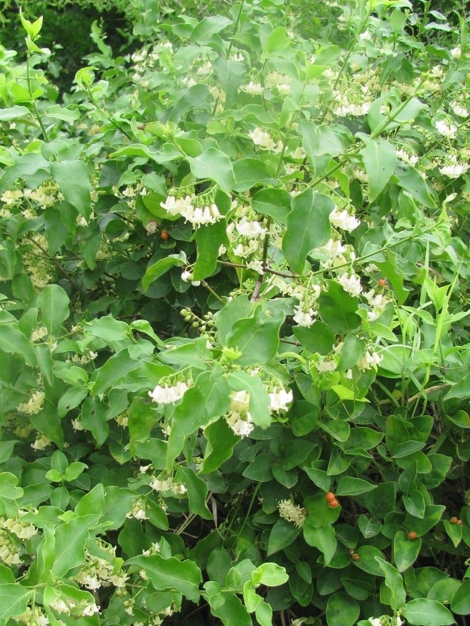 Chiococca alba 12