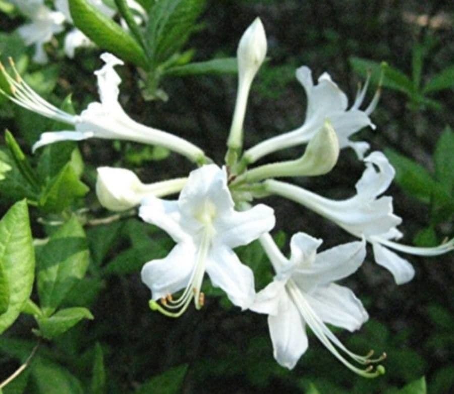 Azalea dell'Alabama