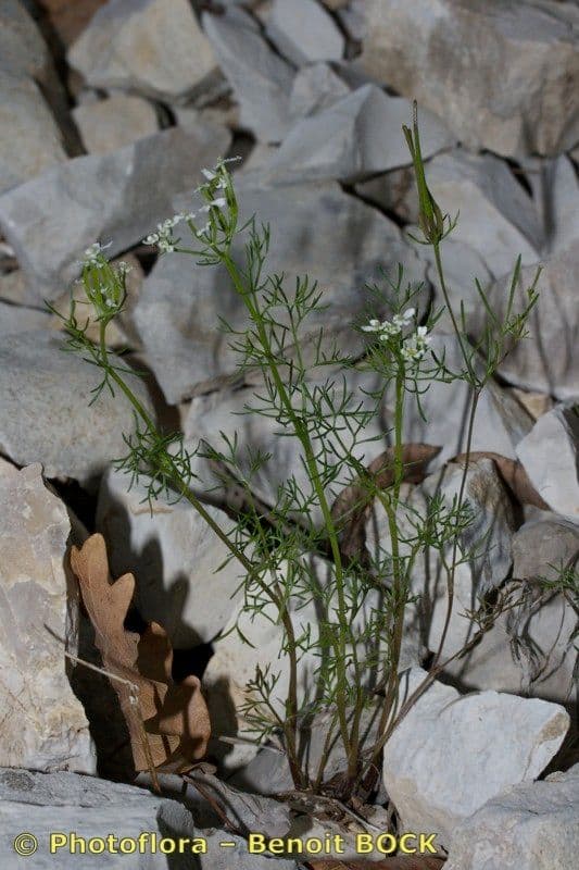 Scandice stellata 10