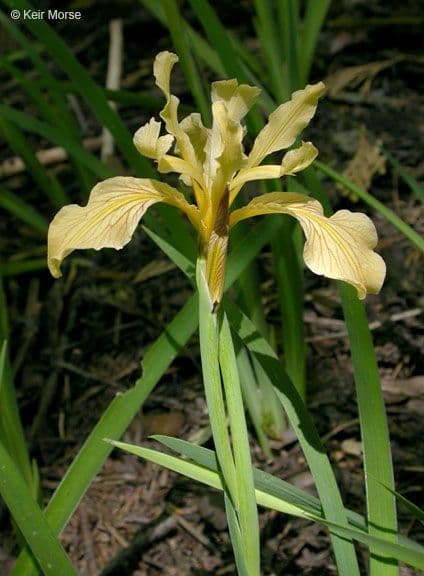 Iris 6