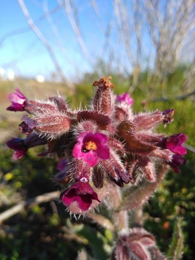 Buglossoide ondulata 3
