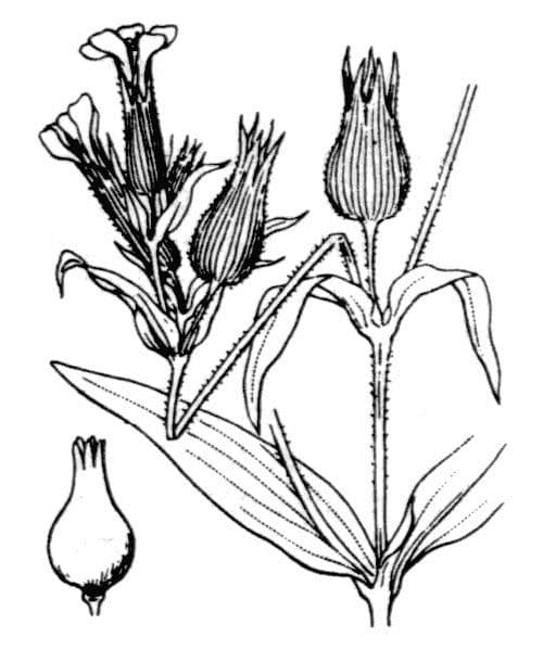 Silene conoide 9