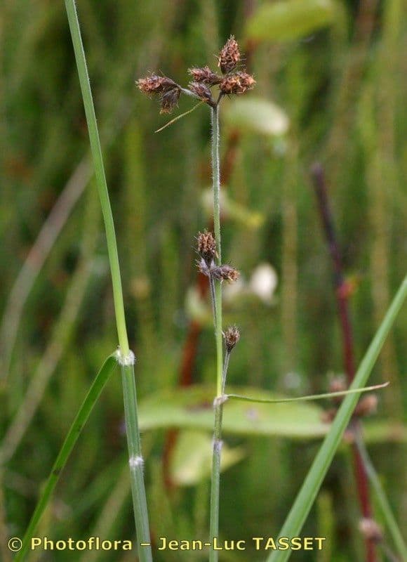 Fuirena pubescens 17