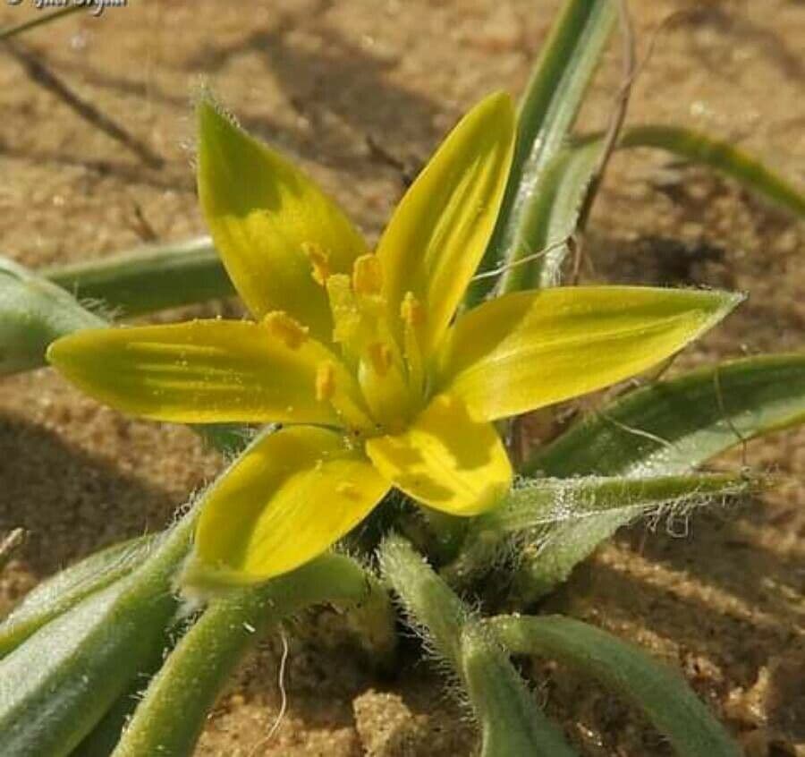 Gagea circumplexa