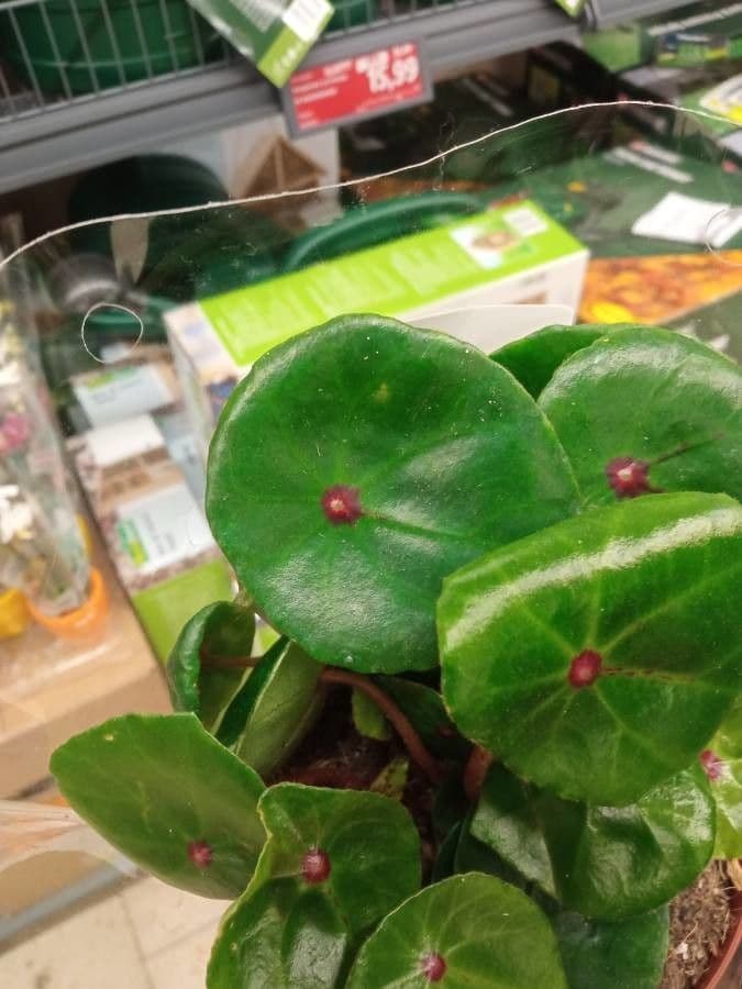 Begonia 5