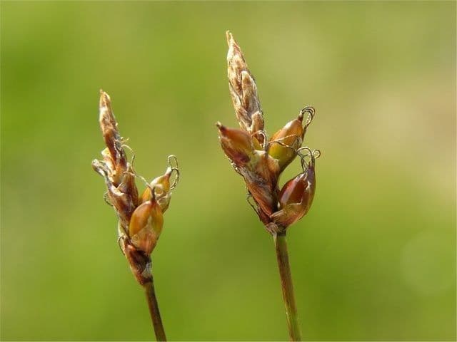 Carice ottusa