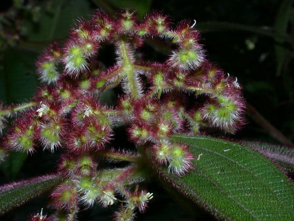 Miconia 5