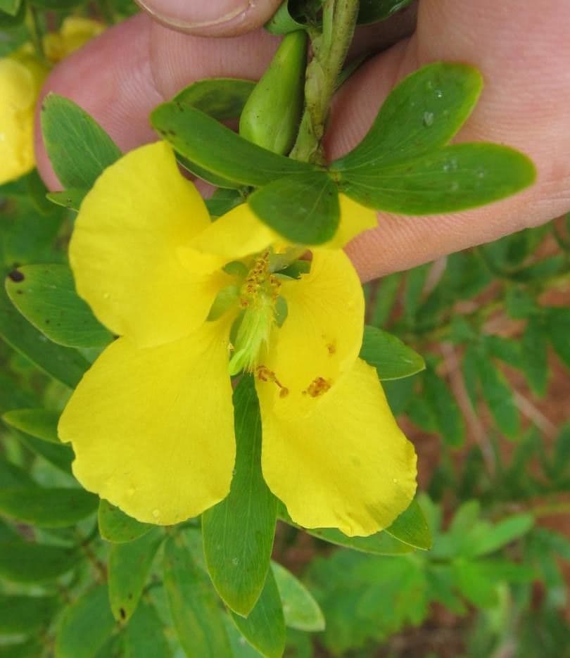 Desvauxs Mimose 6