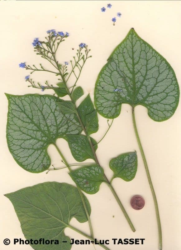 Brunnera macrophylla 27