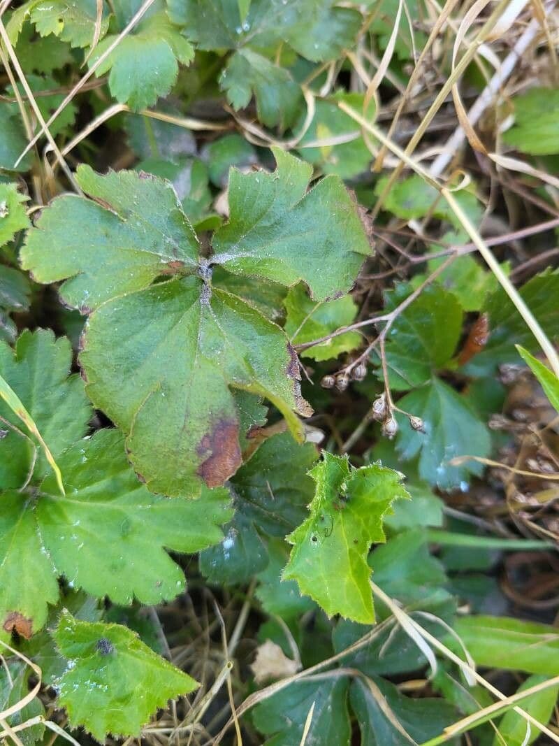 Waldsteinia ternata 15