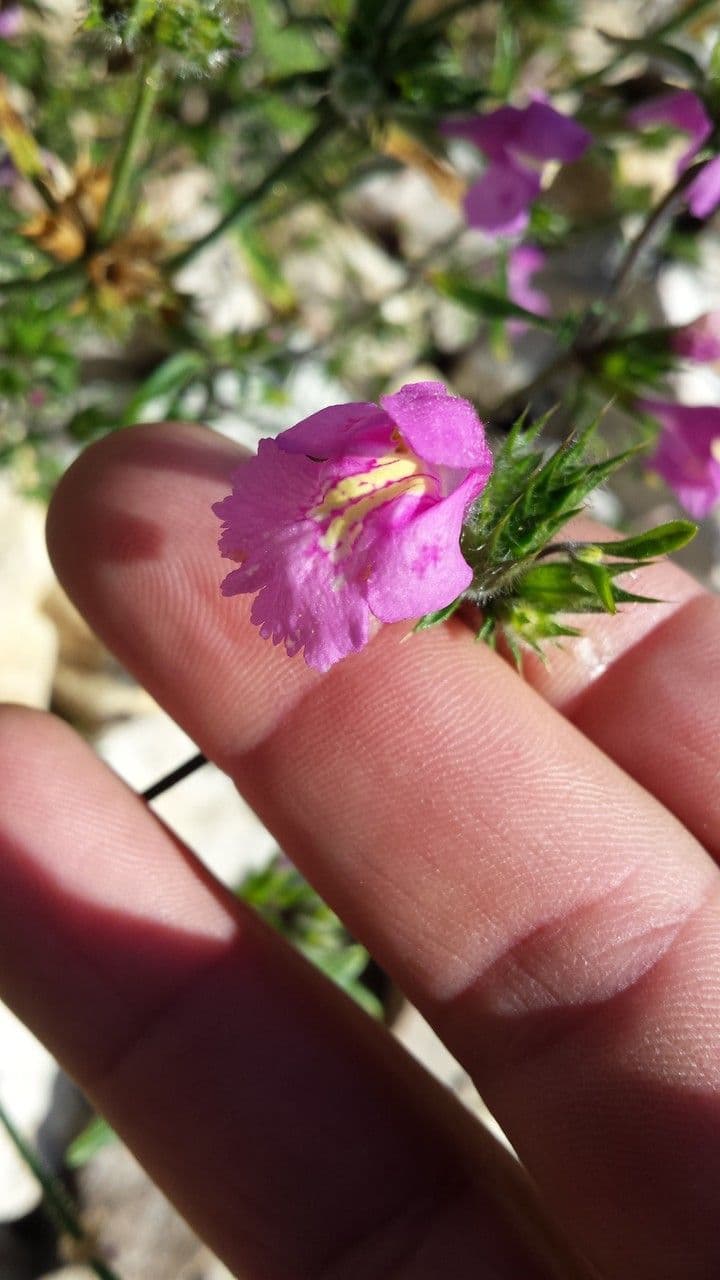 Galeopsis reuteri 5