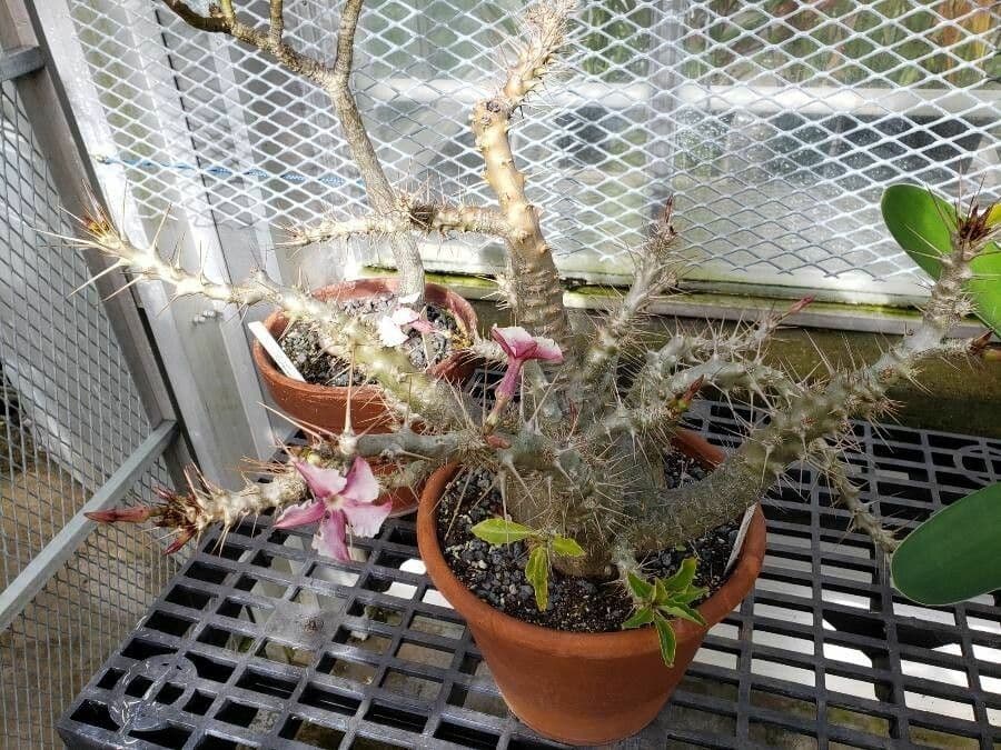 Pachypodium 6
