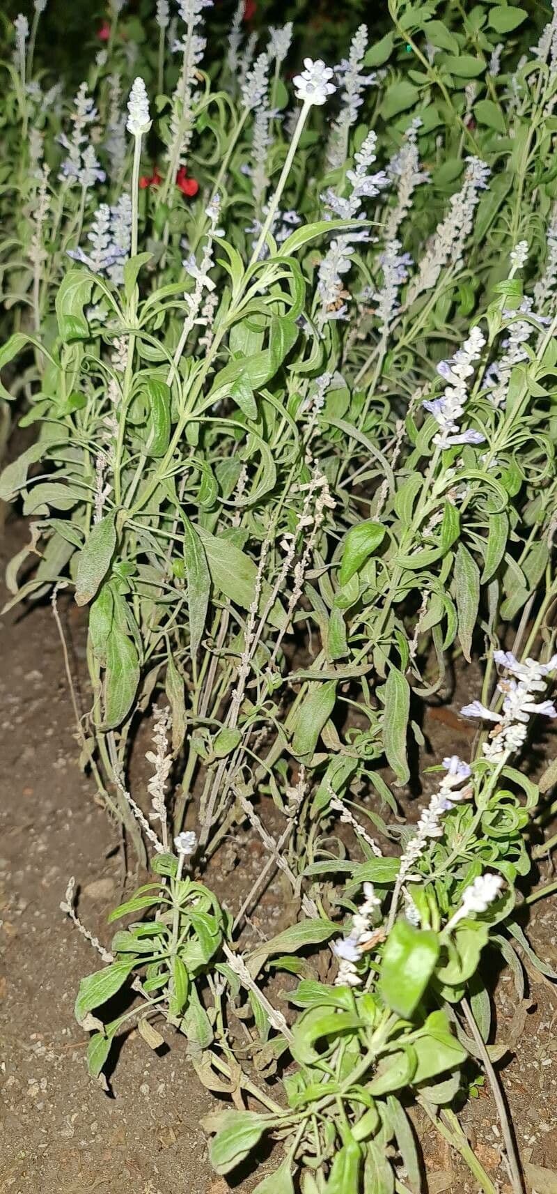 Salvia reflessa 12