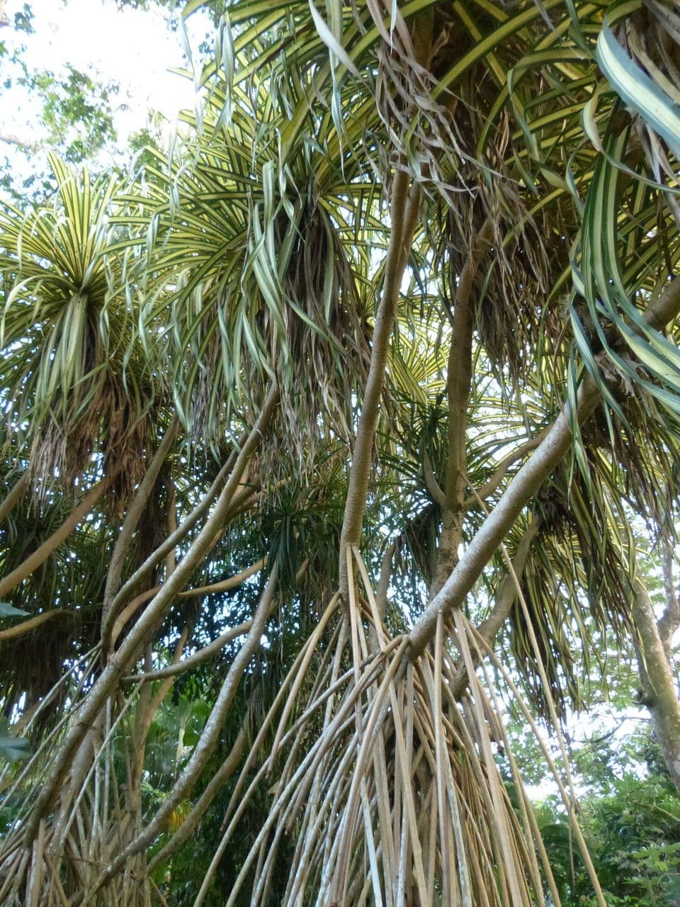 Pandanus tectorius 27