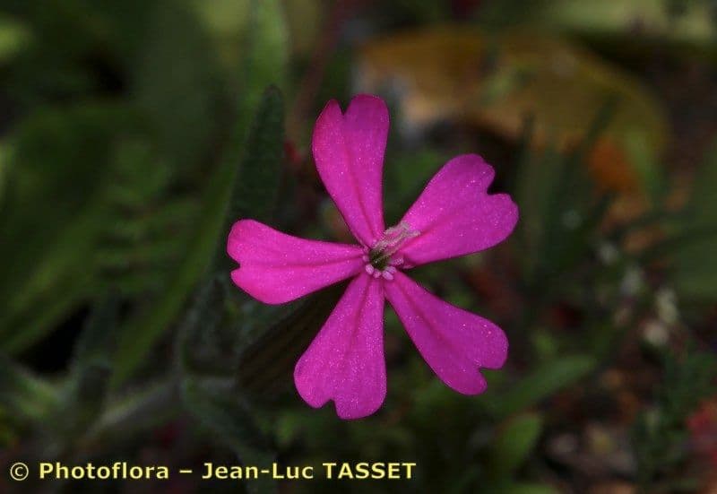 Silene 3