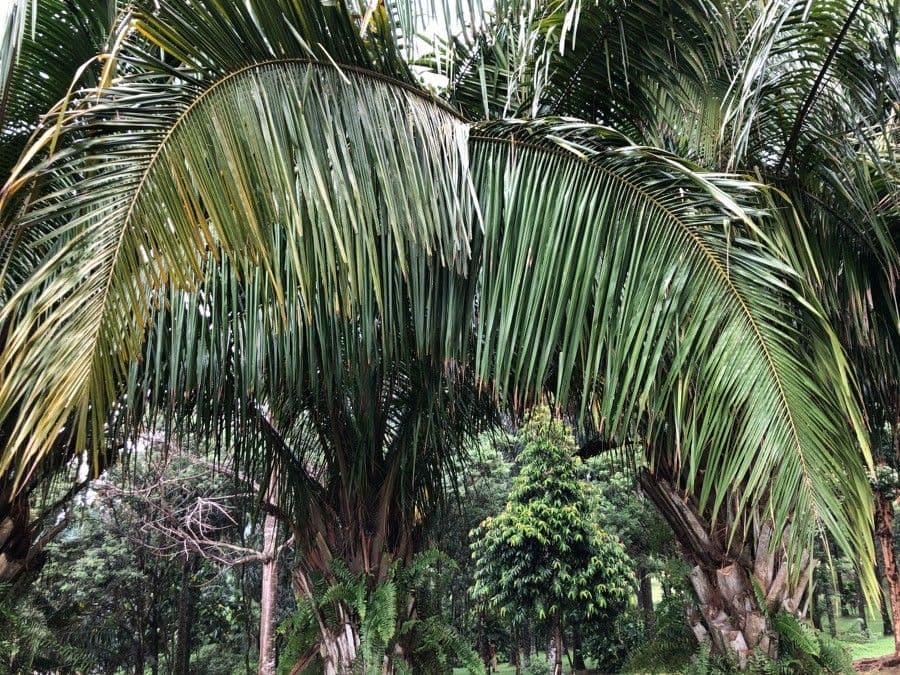 Palma Cohune 5