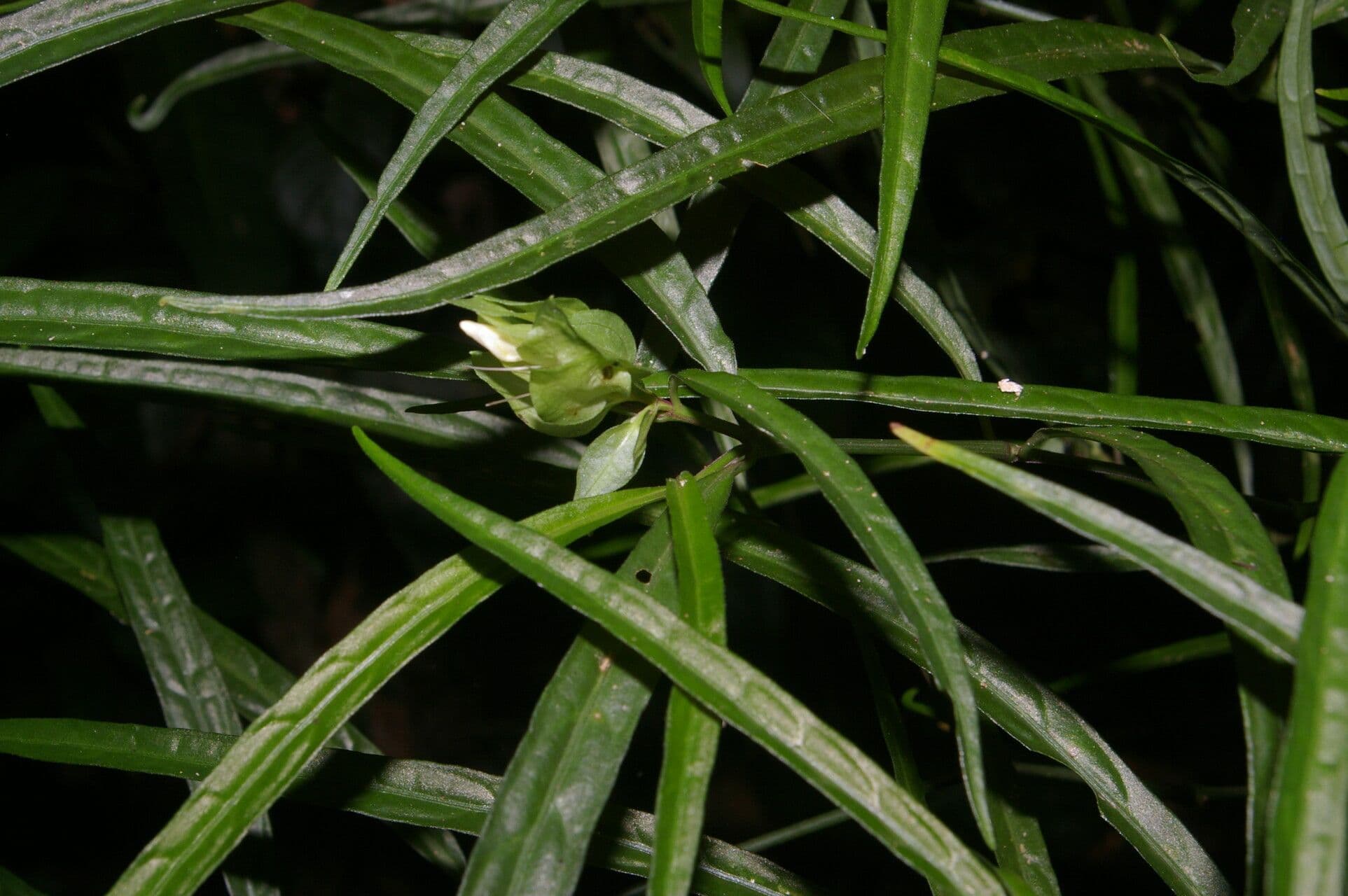 Herpetacanthus 5