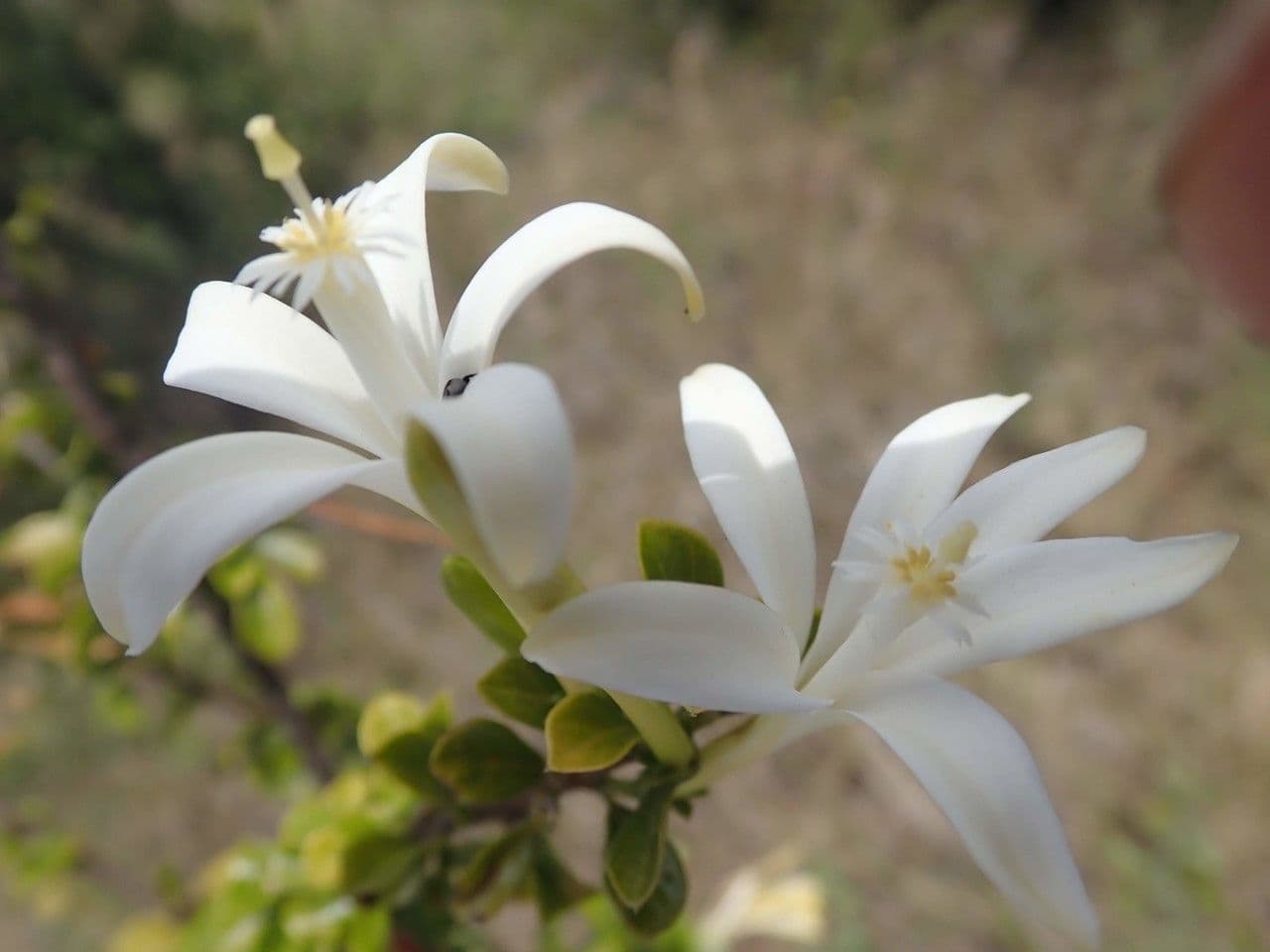 Turraea 2