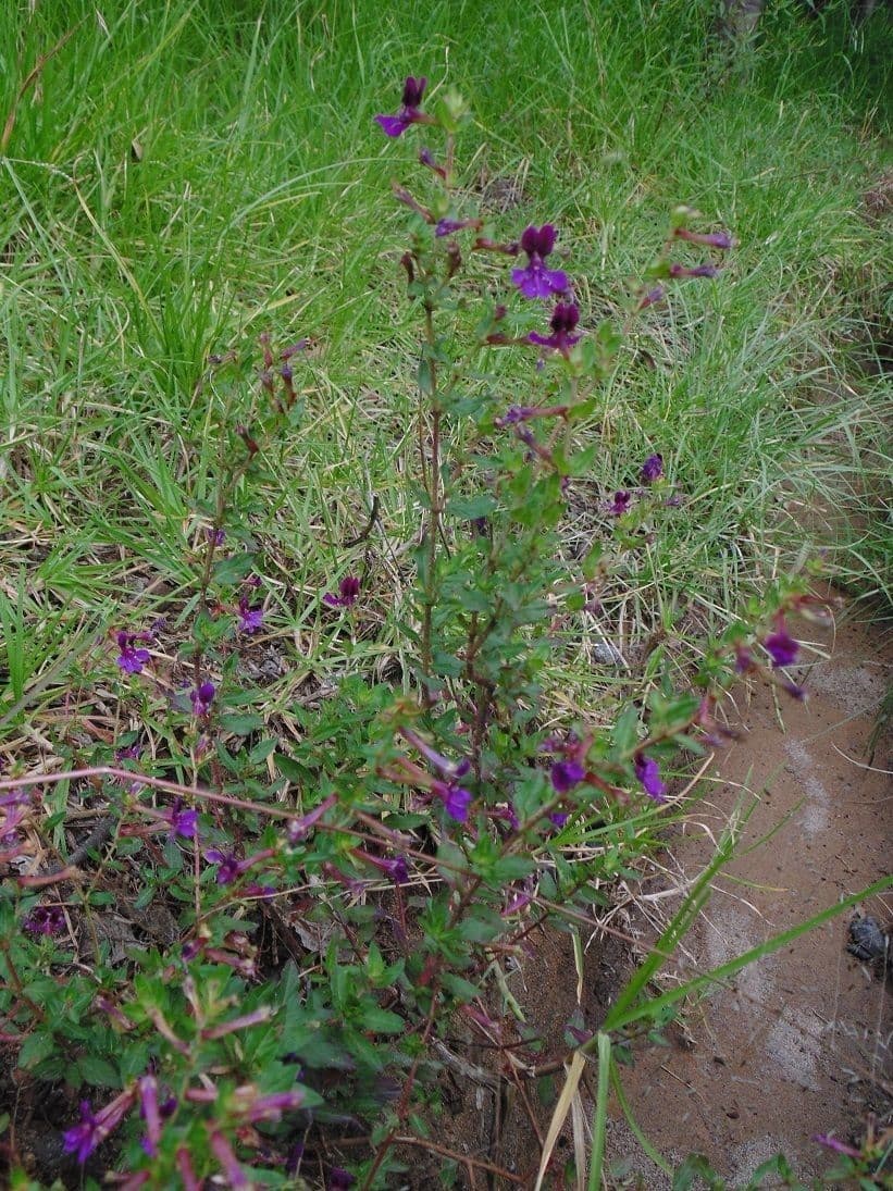 Cuphea 6