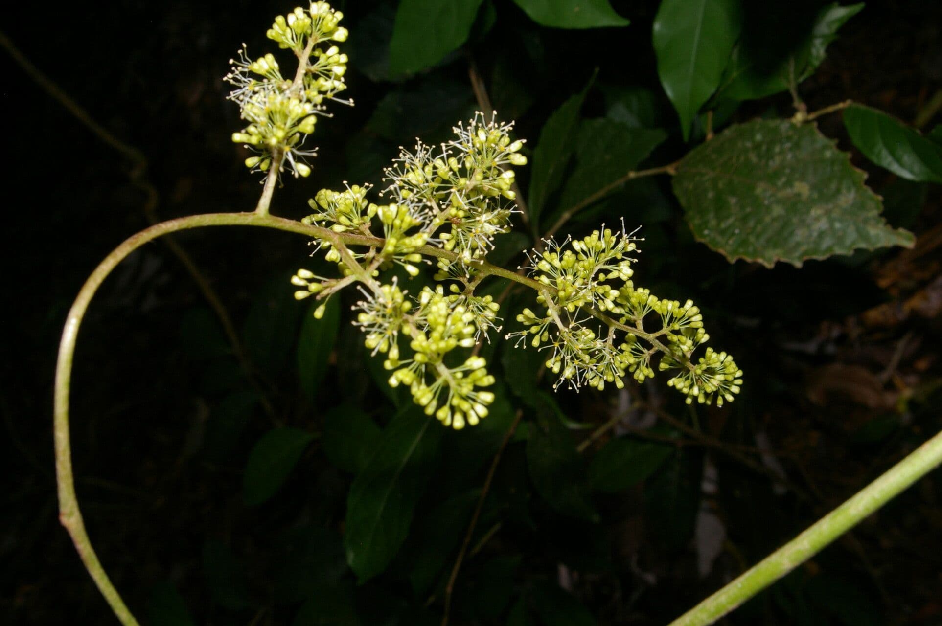 Vitis tiliifolia 6