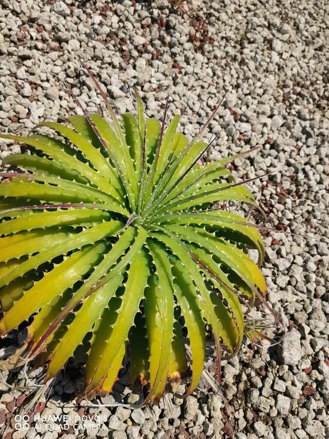 Hechtia 11