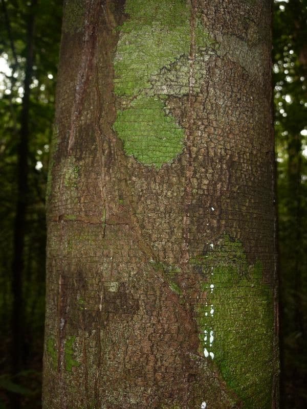 Ambelania acida 4
