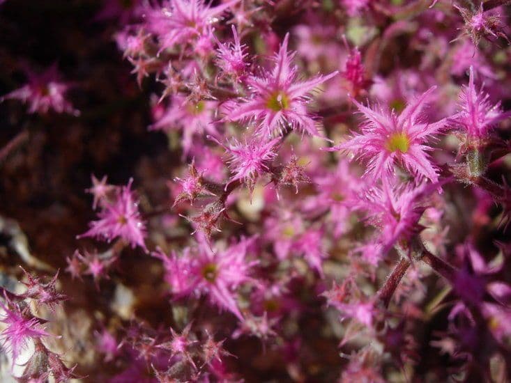Chorizanthe