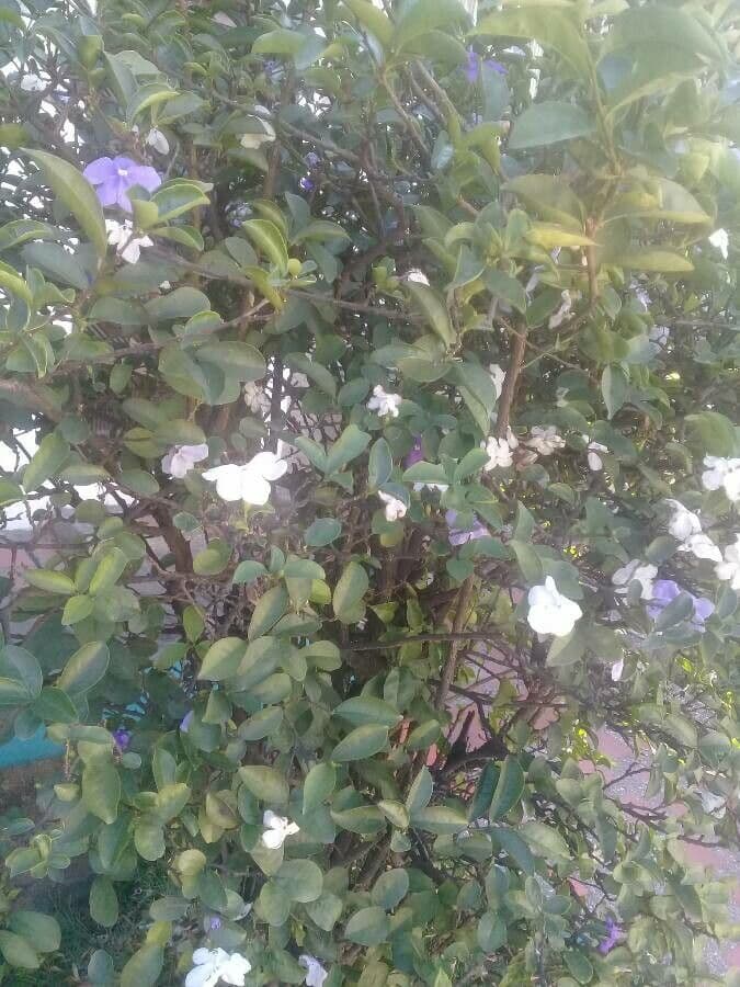 Manaca 17