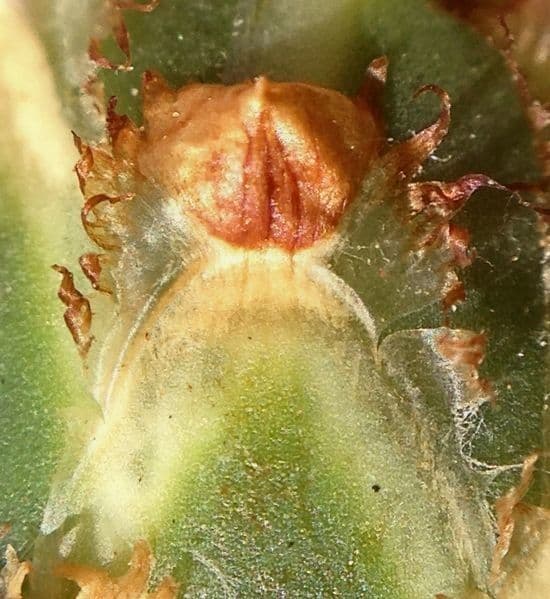 Centaurea diluta 5