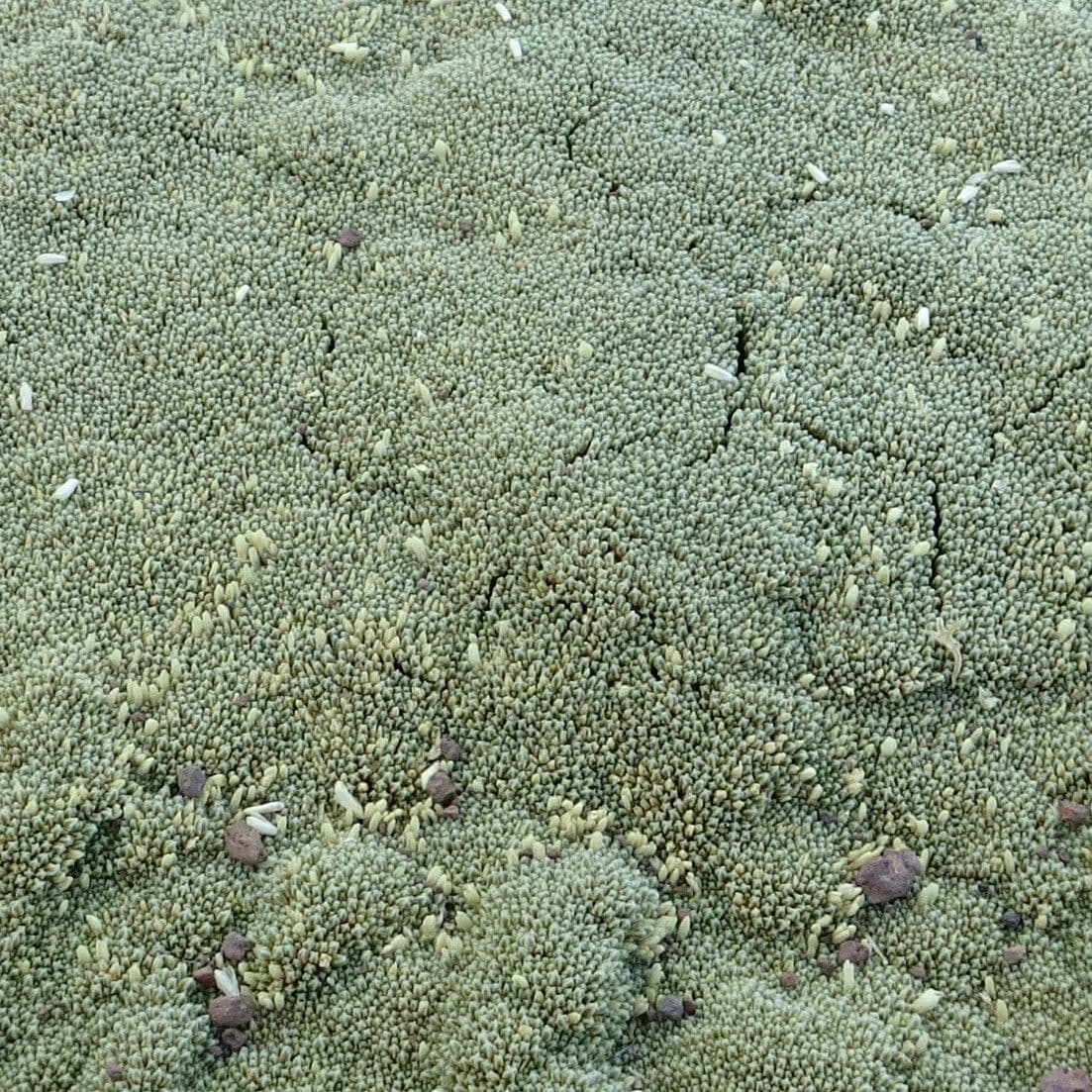 Pycnophyllum 6