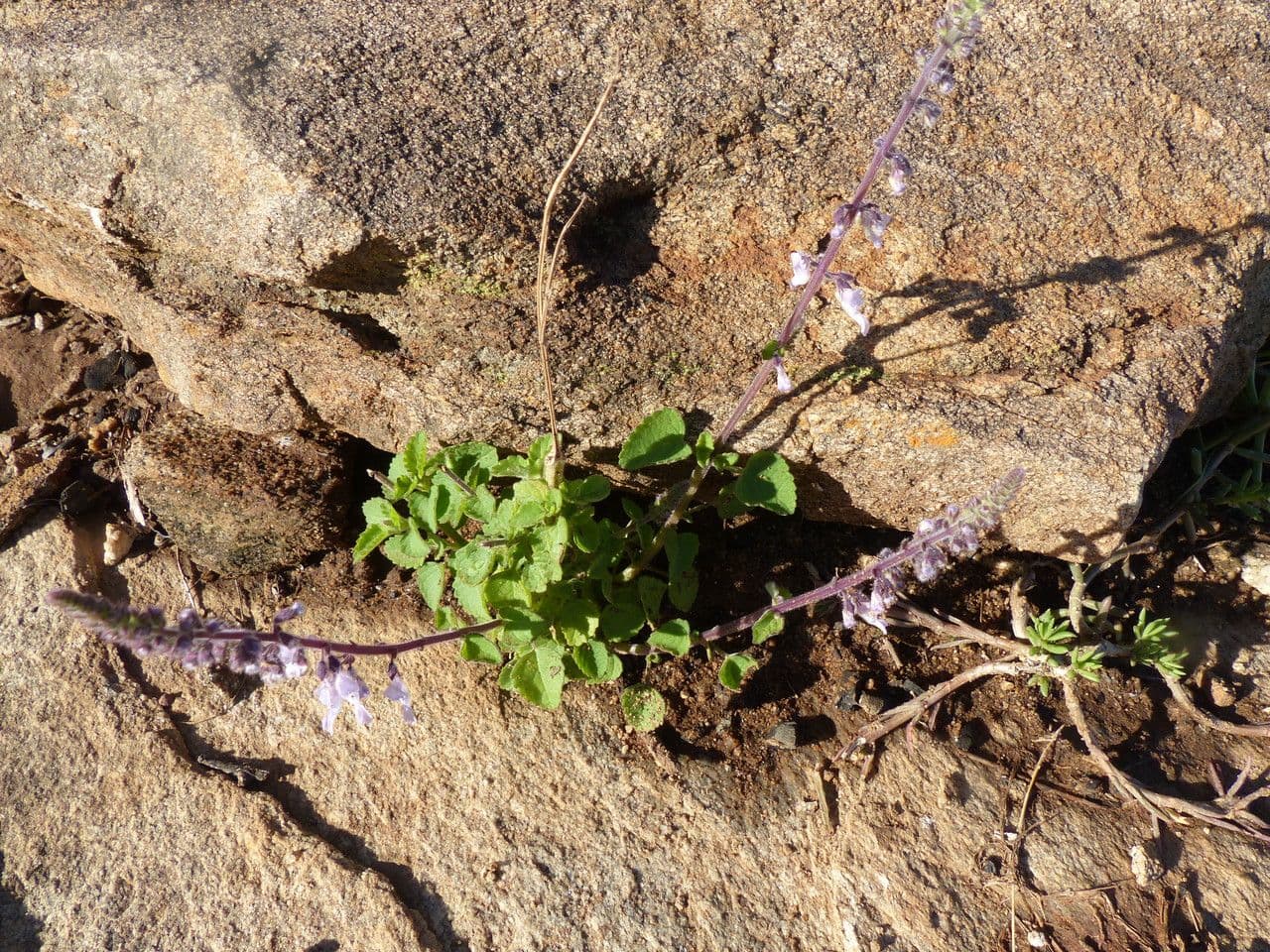 Plectranthus