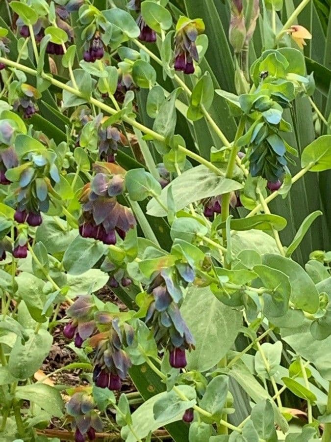 Cerinthe maggiore 26
