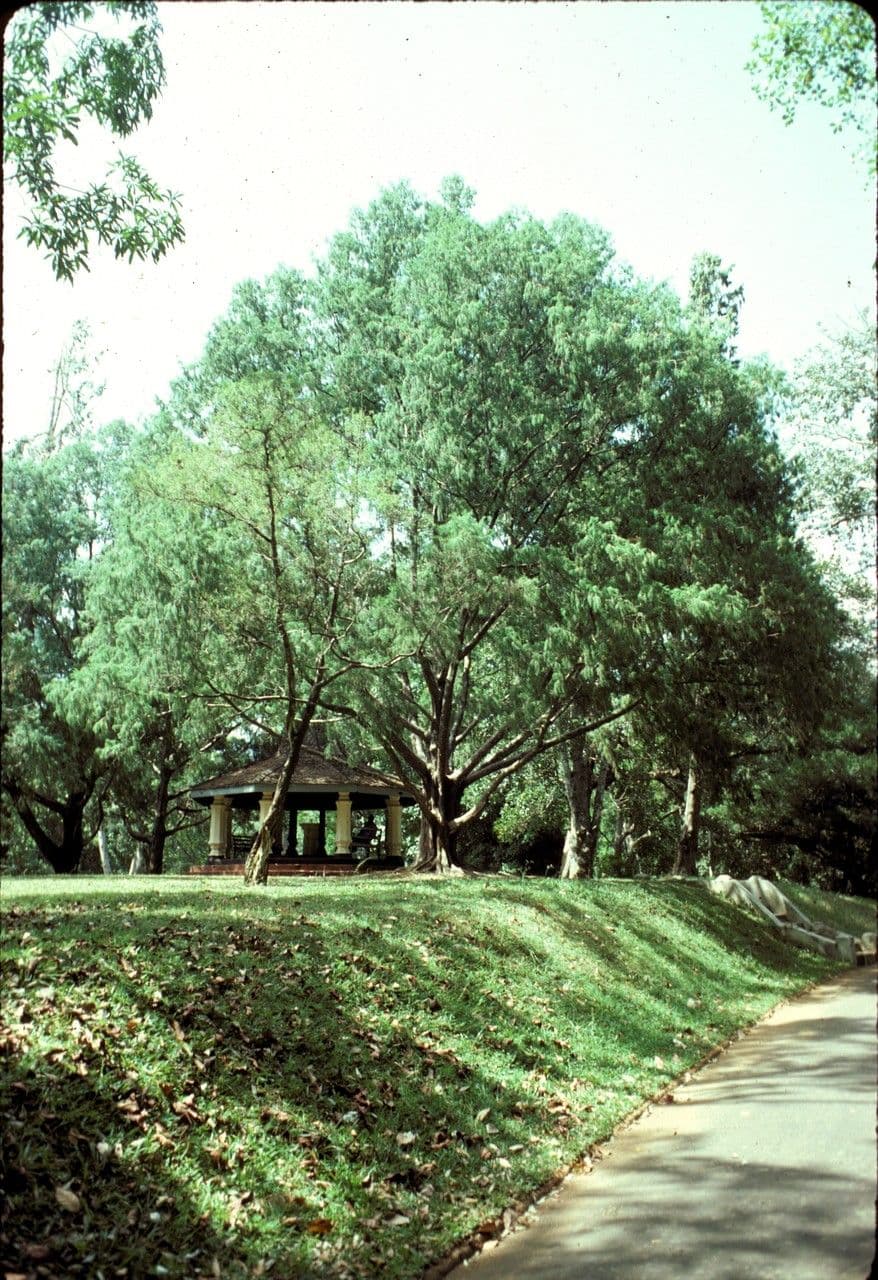Bermudaden 3