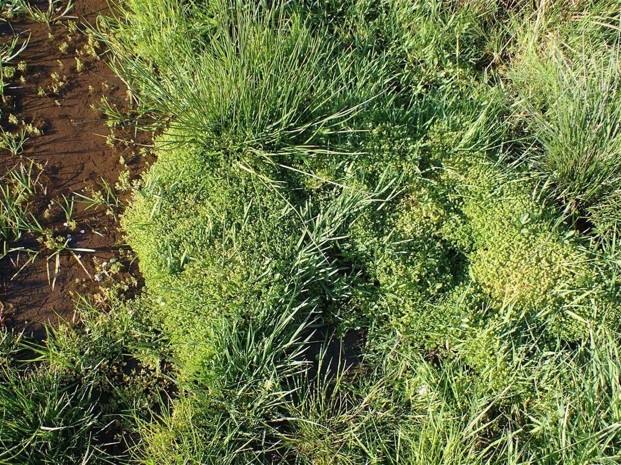 Coruja 12