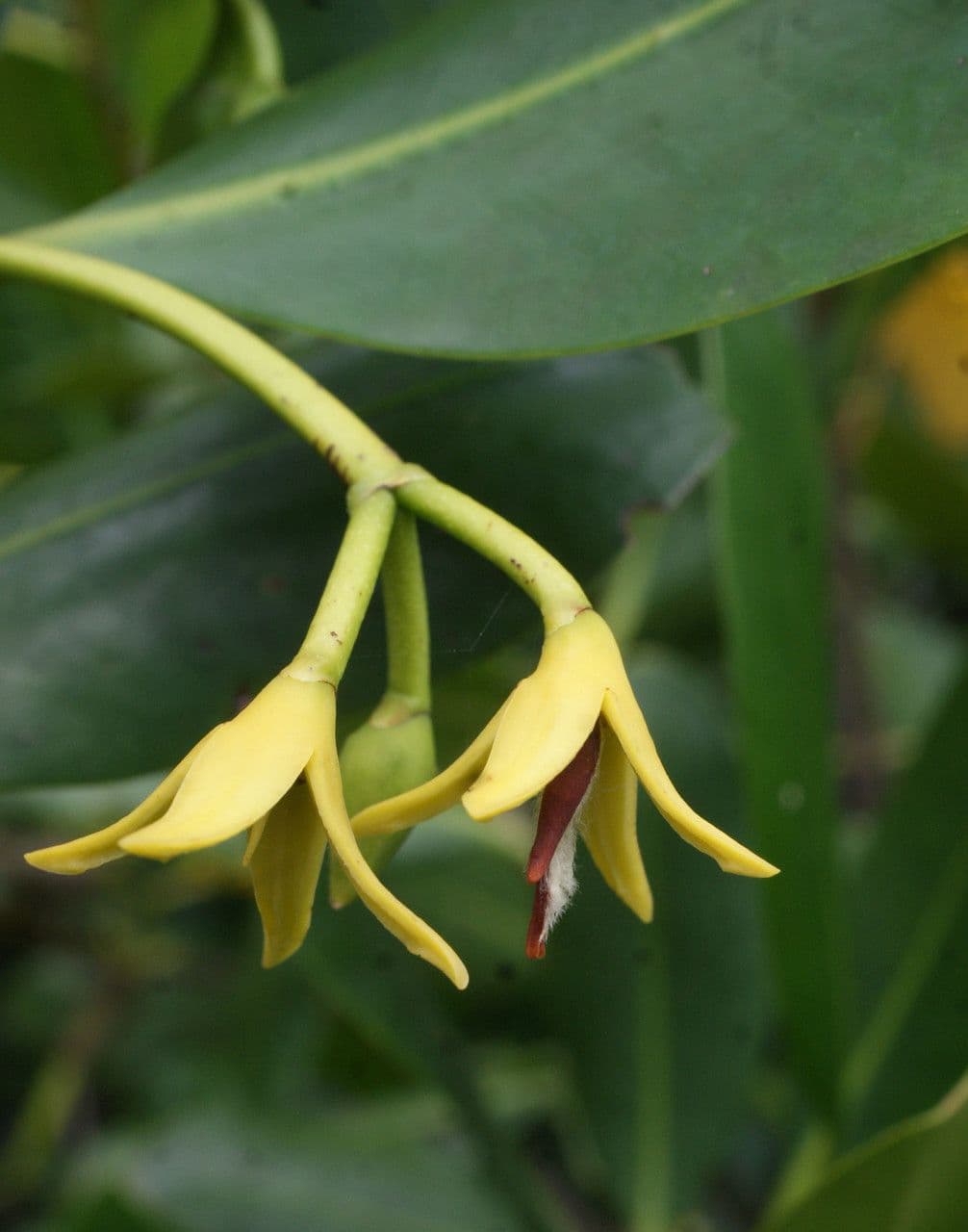 Mangrovia rossa 6