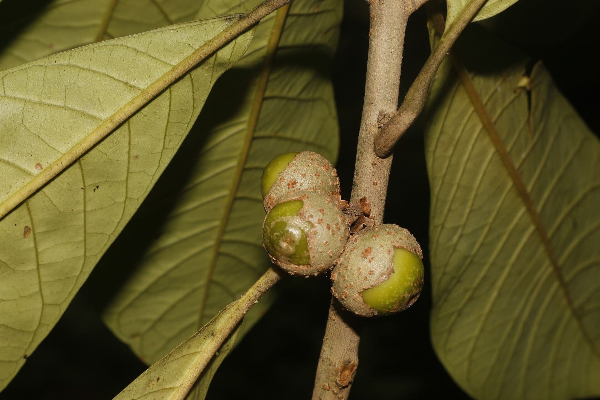 Aegiphila 2