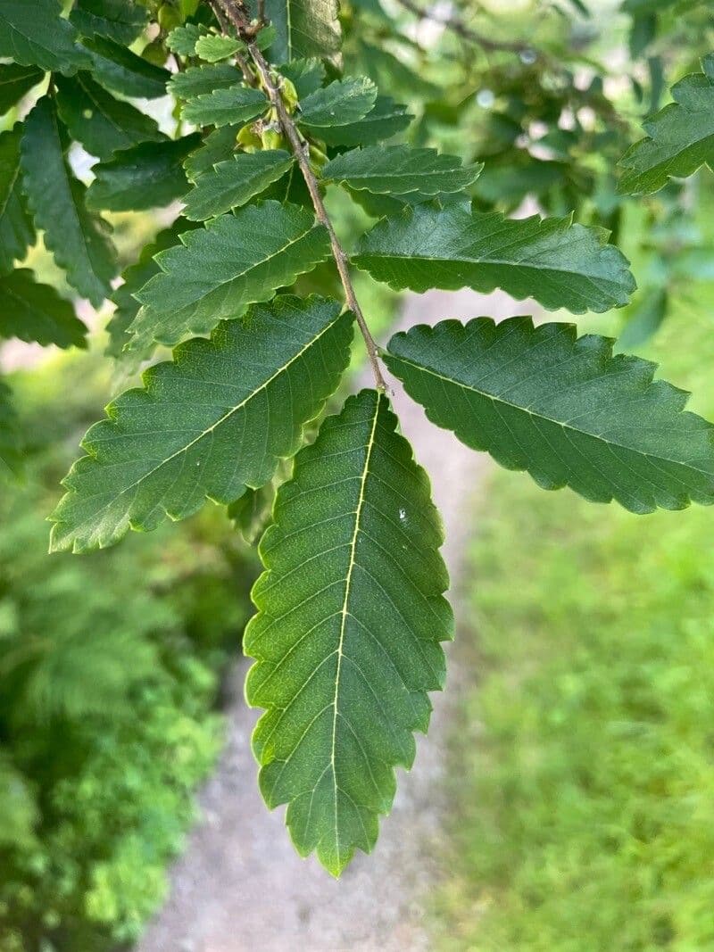 Hemiptelea davidii 11