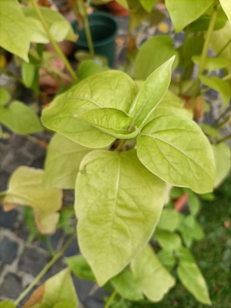 Bella di notte lunga 14