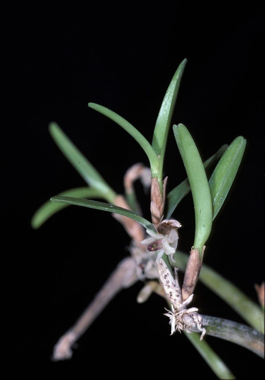 Scaphyglottis
