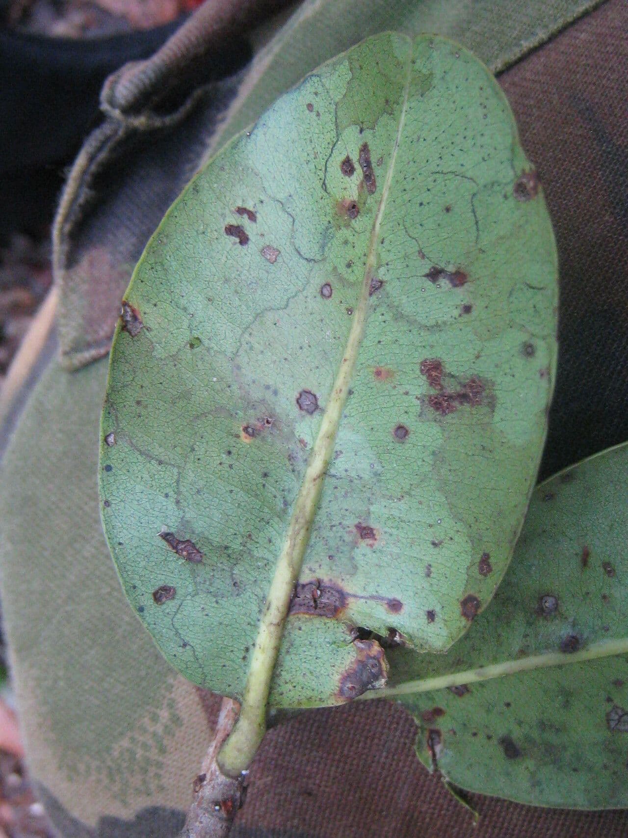 Pradosia schomburgkiana 4