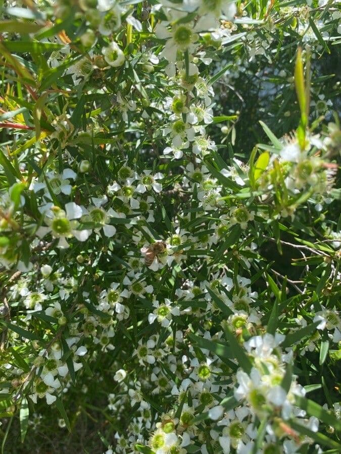 Leptospermo 4