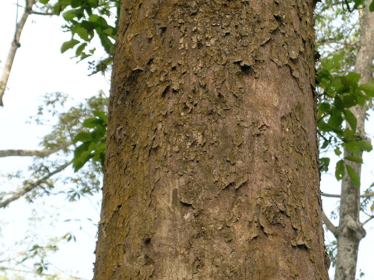 Bischofia javanica 20