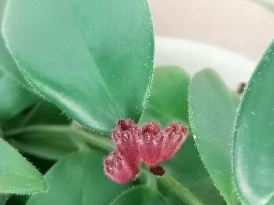 Pianta rossetto 25
