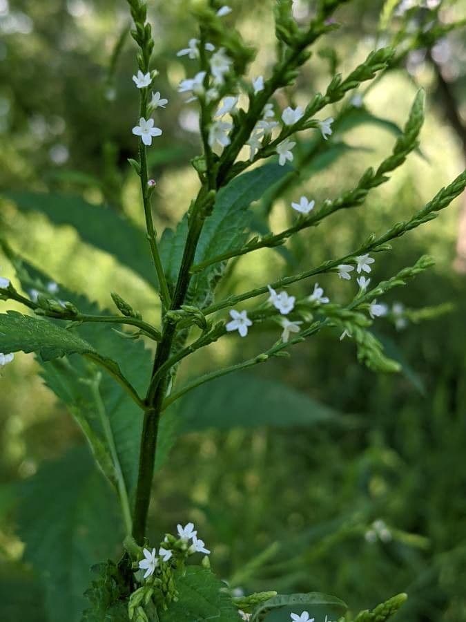 Verbena orticifolia 7