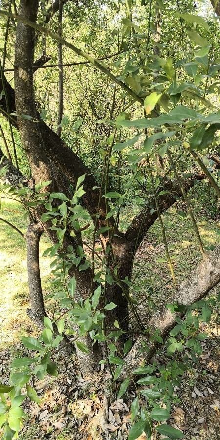 Lindera communis 4